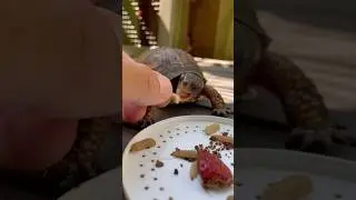 One is Not Enough for Splinter #easternboxturtle #reptile #turtlelife