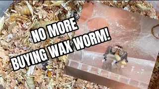 How to Make Your Own Wax Worm Culture for Tarantulas | Save Money & Feed Your Pets for Longer!