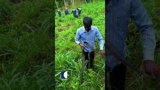 രാജവെമ്പാലയെ പിടികൂടാൻ എത്തിയ വാവക്ക് കിട്ടിയത്...#vavasuresh #snakemaster
