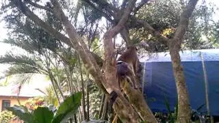 KING KONG GREEN GUENON MONKEY WANTS TO PLAY WITH KITTY 3
