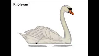 kn&ouml;lsvan