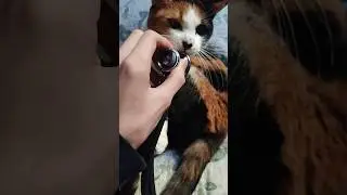 trying to hear my cat's heartbeat with a stethoscope
