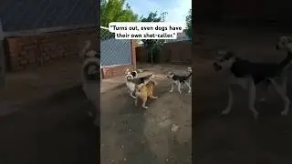 Dog Mafia: The Boss Breaks Up the Fight!#DogMafia#AlphaDog#TopDog#DogBoss#DogFightBreakup#LikeABoss