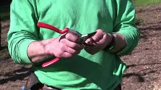 Nathan's Guide to Fruit Tree Pruning &mdash;Apple, Pear, Cherry, Plum