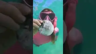 Biggest Sand Dollar!