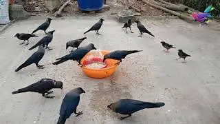 Crow birds unity anger and sound | wild birds fight for food - crow bird live crowing sounds P428