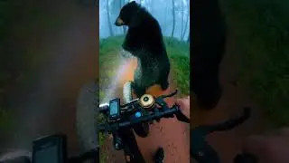 Raste Mein Bhalu Nachne Laga 🐻💃 | Cycle Wale Bhai Ka Reaction 🤯😂.     #bhalu #bear #cycle #forest