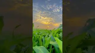 Green is best