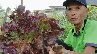 ตัดสะลัดกวางตุ้งไปขายอีกแล้ว