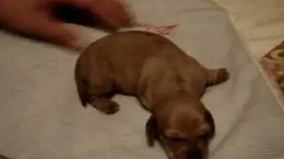 Noodle and Friends: Little Puppy Noodle on a Blanket
