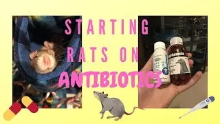 Starting Rats on Antibiotics