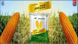 JKMH 222 (हाइब्रिड मक्का)- Marathi