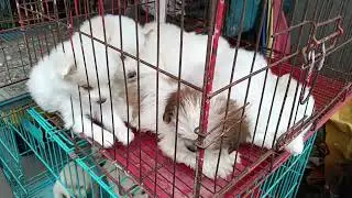 Broadway Pet Market. Chennai, Tamil Nadu, India. AI identification.