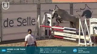 Sologn'Pony 2019 - Poney Français de Selle - Étalons de 2 ans approuvés