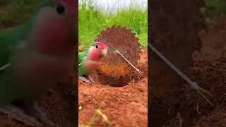 Awesome Innovative Parrot Trap Catch Birds Safely #shorts #birdtrap #innovation