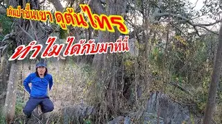 เดินป่าขึ้นเขา ดูต้นไทรทำไมได้กับมาที่นี้