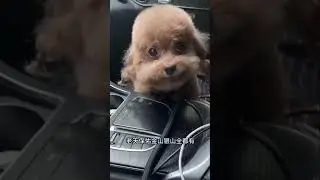 Dog rap Chinese song #memes #meme #dog #dograp #dogs #shorts