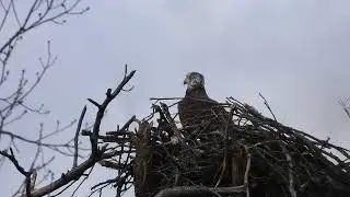 Bald eagle poop shot