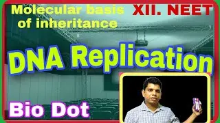 Proces of DNA replication in prokaryotic cell (E. coli)  initiation phase and Deoxyribonucleotides