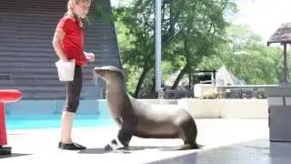 Adorable video of playful sea lions
