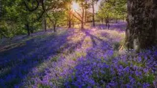 Song of the Bluebell Wood, ABRSM Grade 4
