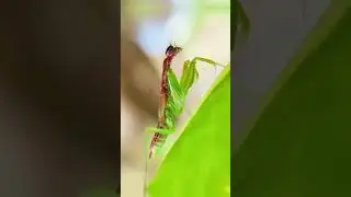 INSECTOS QUE DESAF&Iacute;AN LA L&Oacute;GICA 💀#viral #viralshorts #animales #siguemeparavideos
