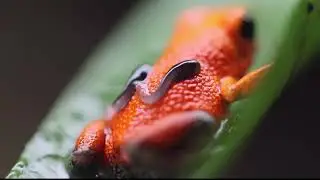 Oophaga pumilio 