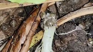 Small Snail & Baby Growing Fast in The Gardens