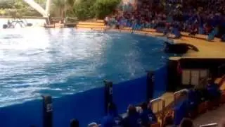 Loro Parque ( Zoo) Orca Wal Show 2014