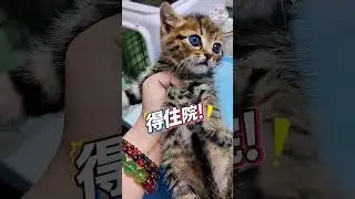 The lonely stray kitten was not happy to be rescued