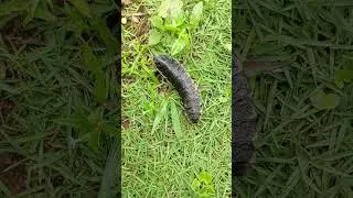 glow worm #glowworm #afternoon #time #1000subscriber #viralvideo #nature #wow 🐞🍃🥰🍂
