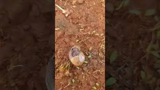 SNAILS MATING