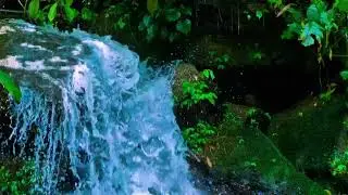 Relaxing Nature Ambience | River with Birds