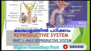 Human Reproduction -part 1 Male . Focus area based class-പ്രത്യുൽപാദന വ്യവസ്ഥ#HSST#HSA#PSC#KTET#CTET