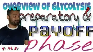 Overview of glycolysis || preparatory phase and pay off phase||