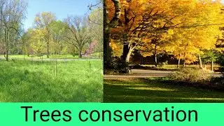 WHY SHOULD WE SAVE TREES 🌲 🌲