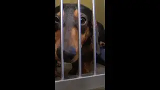 Dog rescue, new ramp and new jobs - Morning MInute December 19