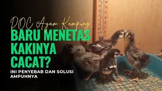  &ldquo;DOC Ayam Kampung Baru Menetas Kakinya Cacat? Ini Penyebab dan Solusi Ampuhnya!&rdquo;