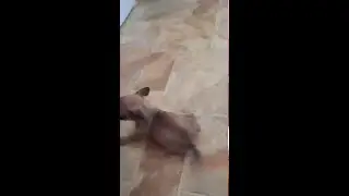French Bulldog/Jug (Jack Russell X Pug) Puppy 3Month Runt 3 Legs & Stump cute