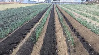 春収穫ネギに追肥をして管理機でM字に土寄せ‼️