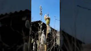 Бджілки працюють!)🐝🌾 #nature #bee #beekeepers #beekeeping