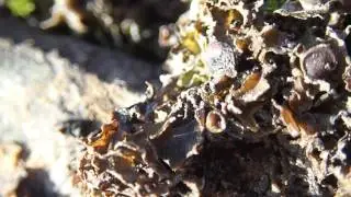 Collema polycarpon in basic flush on greywacke