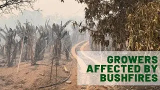 Banana Growers' Bushfire Appeal