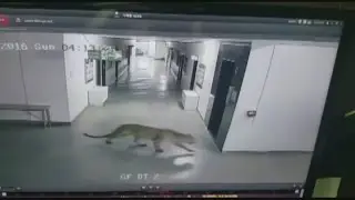 A leopard breaks into a school in India