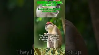 2023-06-11 Common Patas Monkey