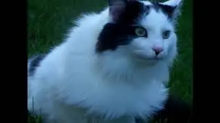 Cat Outdoor Adventure