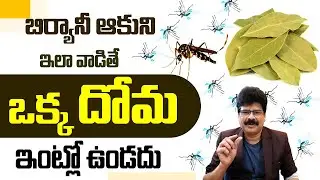 బిర్యానీ ఆకుని ఇలా వాడితే ఇంట్లో ఒక్క దోమ ఉండదు! How to Prevent Mosquitoes in Home | #healthtips