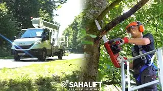 BAUMSCHNITT LEICHT GEMACHT SO GEHT'S