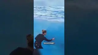 Самая воспитанная домашняя косатка, которую вы когда-либо видели 🐋✨