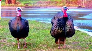 How to identify male and female wild turkeys?